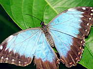 精美蓝色蝴蝶高清桌面壁纸
