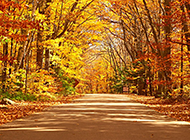 美丽的秋天树林景色高清摄影图片
