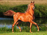 草原上奔跑的骏马高清图片
