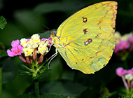 色彩斑斓的蝴蝶图片素材