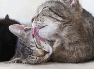 微软官方win7主题 沉睡的猫咪动物壁纸
