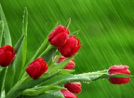 雨中的植物微距摄影精美雨滴壁纸高清图片免费下载