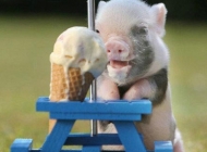 十二生肖猪图片  可爱小猪生活日常图片