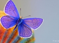 唯美漂亮的蝴蝶