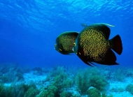 海底生物鱼类