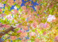 春天的花朵桌面壁纸风景
