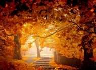 秋季唯美公园枫叶风景壁纸图片