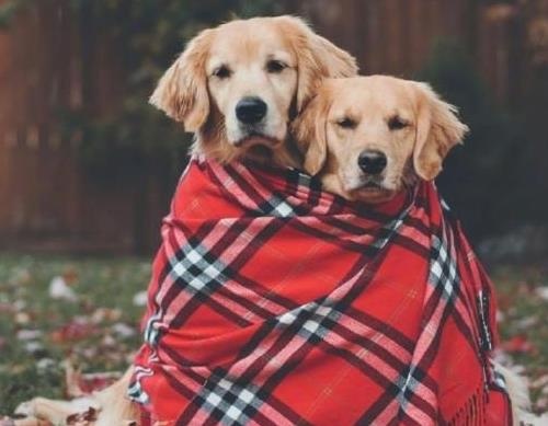秋日枫林中的两只萌宠狗狗图片精选