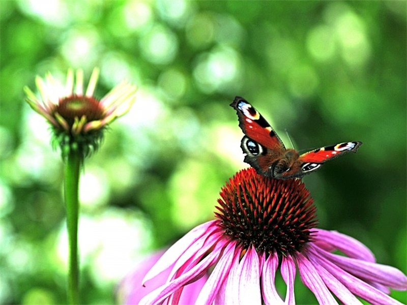 万花丛中抓拍的孔雀蝴蝶高清图片特写