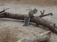 活泼可爱的灰色小松鼠图片