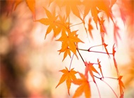 深秋里唯美的一抹红枫高清壁纸图片