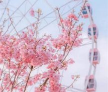 唯美好看的樱花意境图片，手机壁纸樱花唯美意境图片